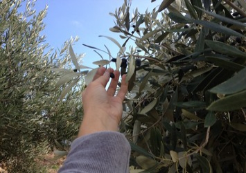 Σήμερα οι αποζημιώσεις σε 399 παραγωγούς από τον ΕΛΓΑ